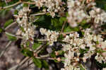 Dogtongue buckwheat